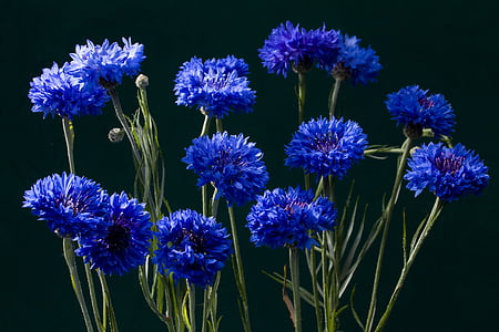 cornflowers, blossom, bloom, blue