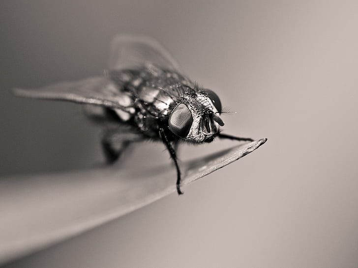 fly, insect, macro, black and white