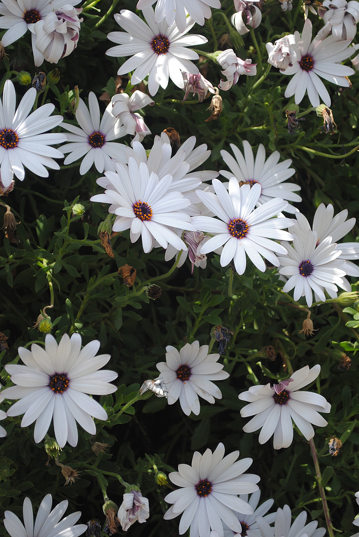 daisies, white, flowers, nature, daisy, plant, spring
