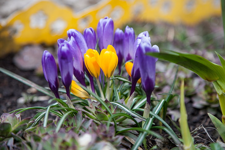 blomster, Krokus, våren, greener, lilla, blå, gul
