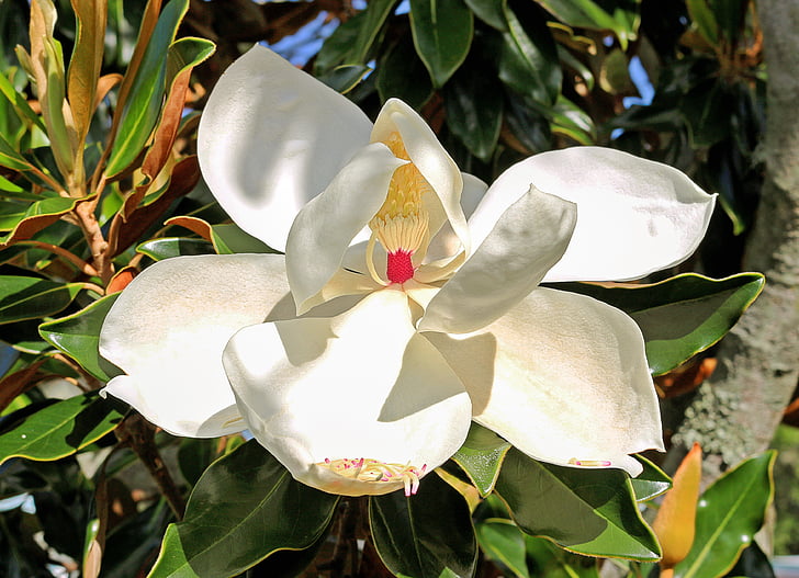 Magnolia, støvdragere, blomst, træ, Florida vegetation, natur, Frangipani