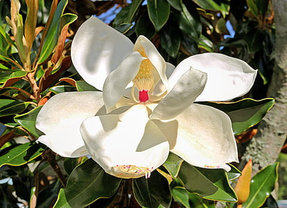 magnolija, prašnikov, cvet, drevo, Florida vegetacije, narave, frangipani