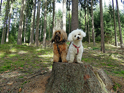 perros, perro, dos, bosque, sentado, árboles, tocón de árbol