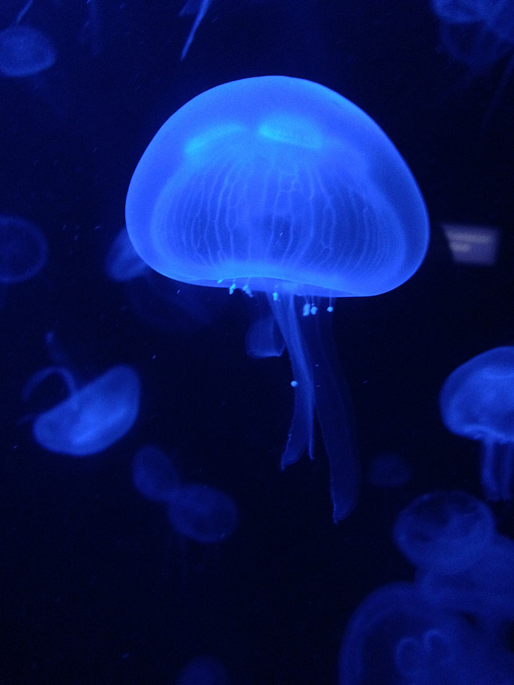 animal, Aquarium, sous l’eau, nature, méduse