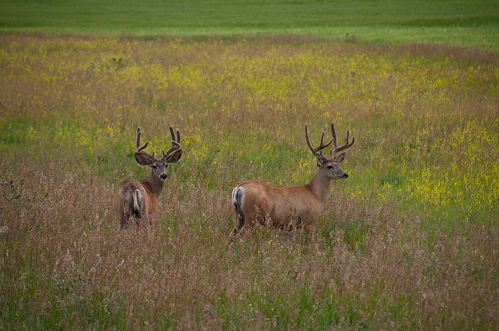 two, brown, reindeer, standing, grass, field, animal