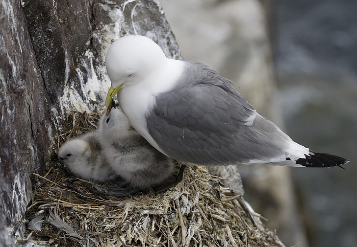 Bird's nest, pasăre, pui, animale, Insulele farne, Anglia, Marea Britanie