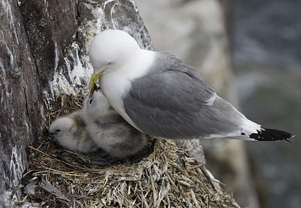 bird's nest, bird, chicks, animals, farne islands, england, uk
