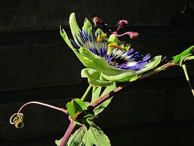 Passionsblume, Tau, Regen, Tropfen, Blume, Passiflora caerulea, Passiflora