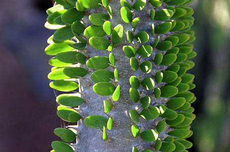 Lanzarote, Cactus, spine, spolette, foglie, Canarie, pianta