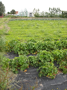 agriculture, vegetable garden, growing, vegetables, gardening, conservatory, greenhouse