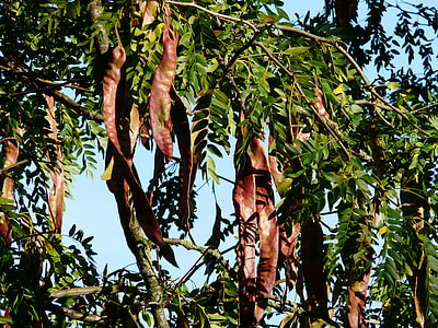 gousses, graines, févier, arbre, fruits, Gleditsia triacanthos, arbre de manches en cuir
