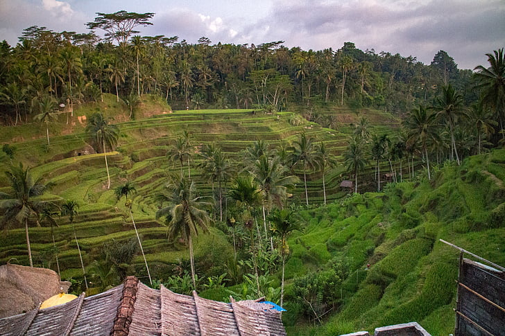 Bali, ryż, pole, Balinese, taras