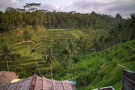 Bali, ris, felt, balinesisk, terrasse