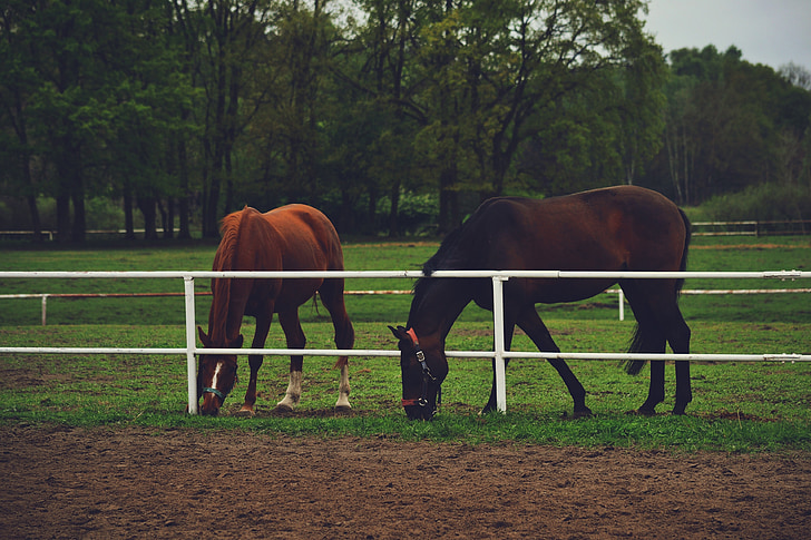 heste, Ranch, dyr, brun, Farm, felt, hingst