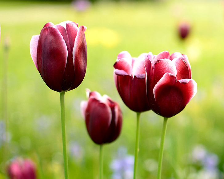 Tulipa, flor, flor, flor, primavera, planta, vermell