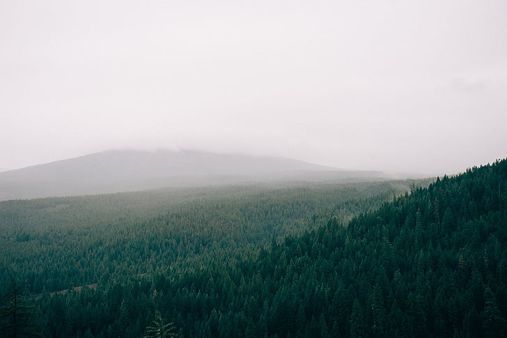 дъжд, гора, мъгли, през деня, въздушна, площ, Селско стопанство