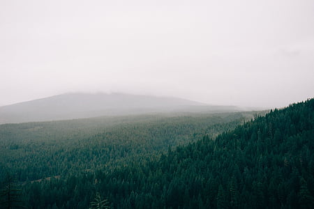 deszcz, lasu, mgły, w ciągu dnia, antenowe, obszar, Rolnictwo