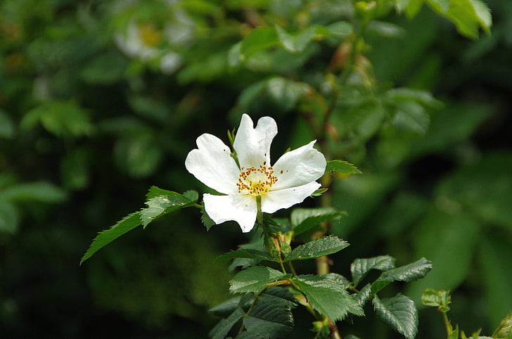 Rosa Mosqueta, flor branca, pétalas, Rosácea, pétalas brancas, florescência, selvagem
