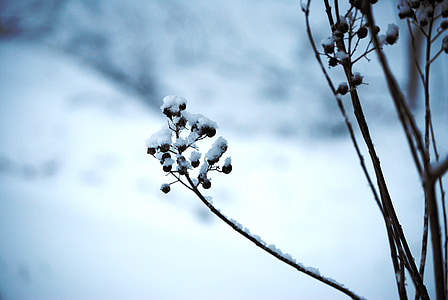 snow, ice, plant, winter, cold, white, christmas
