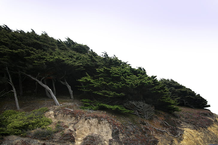 cypress, wind, trees, cliff, hill, nature, woods