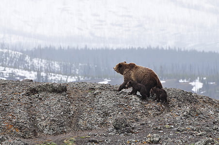 grizzly, bears, mountain, cliff, viewing, trees, daytime