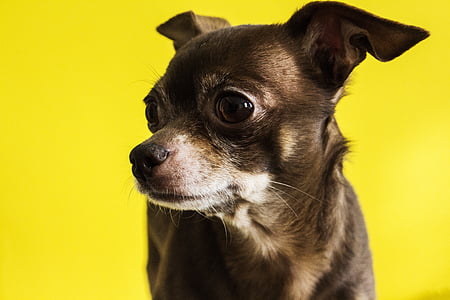 Chihuahua, câine, vechi, animale, animal de casă, catelus, căţeluş