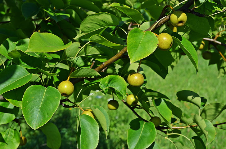 päron, asiatiska päron, träd, Ledsen, trädgård, närbild, naturen