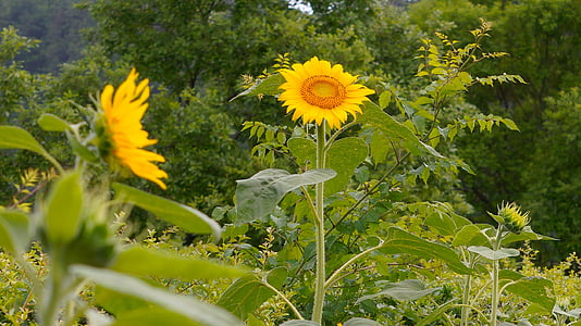 Sonnenblume, Natur, Blumen, gelb, Sommer, Anlage, Blume