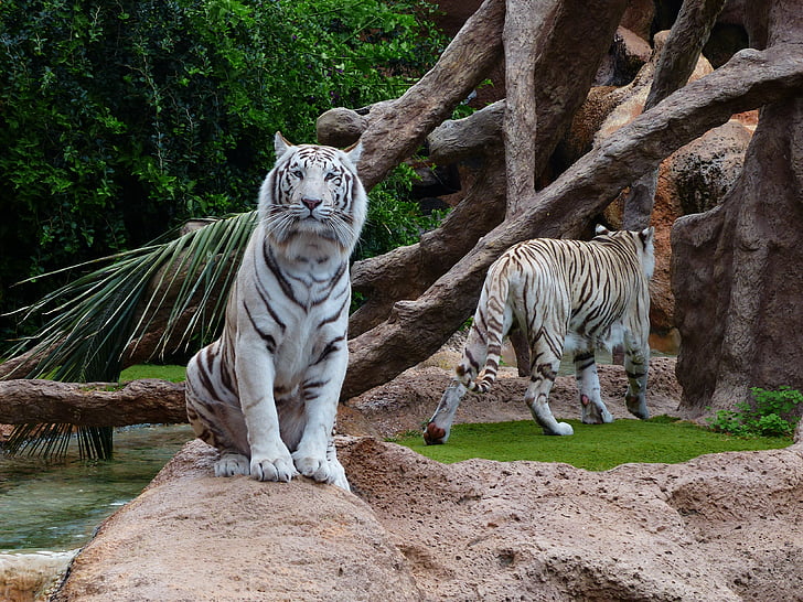 Tigre de Bengala branco, Tigre, Sente-se, descanso, entediado, predador, gato