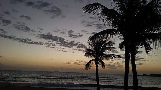 skumring, stranden, kokos treet, Mar, Twilight, himmelen, sjøen