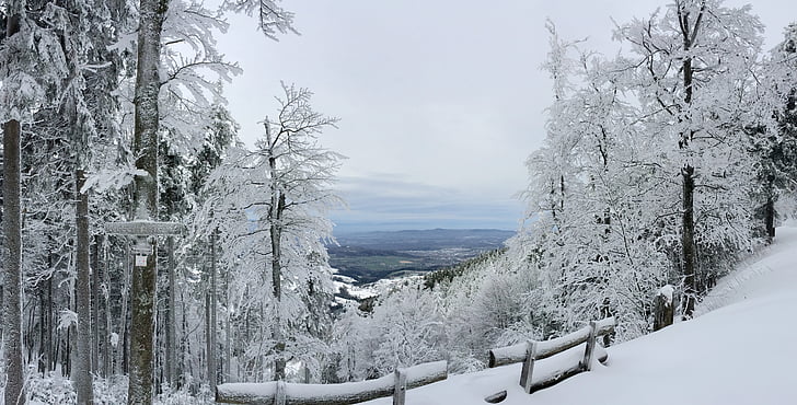 Freiburg, Schauinsland, sniego, žiemą, Gamta, medis, miško