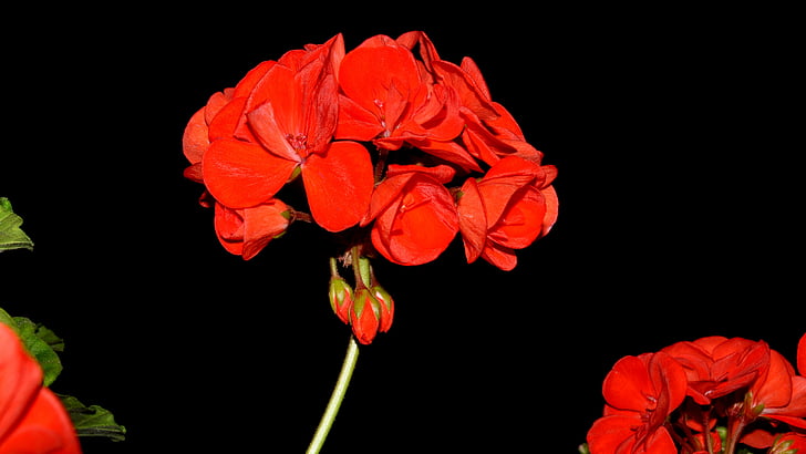 Geranium, blomst, rød blomst