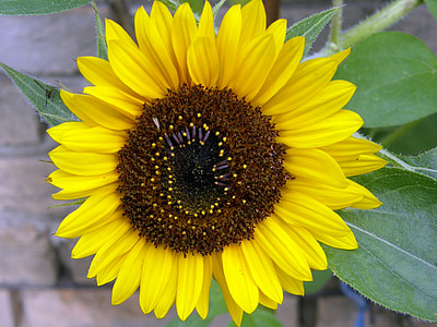 Sonnenblume, gelb, Blume, Makro, Anlage, Sommer, in der Nähe