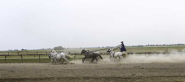 Puszta hästgård, Ungern, Equestrian demonstration, 10 hästar i hand, kollektivt utnyttjas, stående rider, full galopp