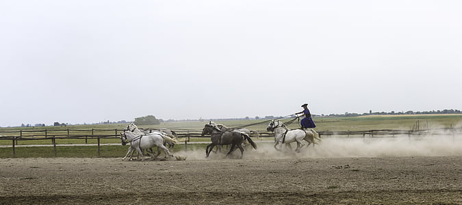 puszta horse farm, hungary, equestrian demonstration, 10 horses in hand, collectively harnessed, standing rider, full gallop