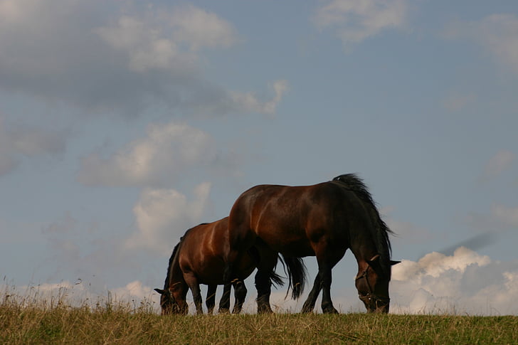 hester, eng, beiteområder, kjæledyr, natur, gresset, leder av en hest