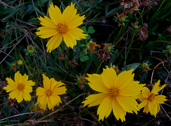 margaritas, amarillo brillante, flores, borde del pétalo de serated, jardín, alegre