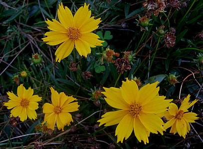 daisies, bright yellow, flowers, serated petal edge, garden, cheerful