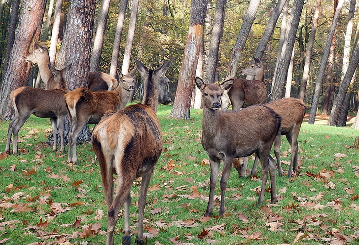 red deer, group, flock, autumn, deer