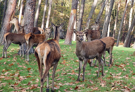 Red deer, Groupe, troupeau, automne, cerf
