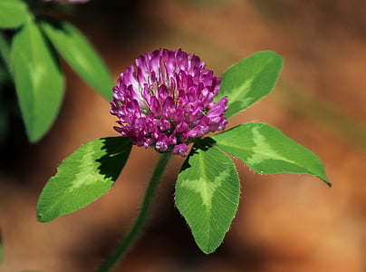 flor de trébol rojo, trifdium pratense, planta medicinal, flores, planta, natural, flor