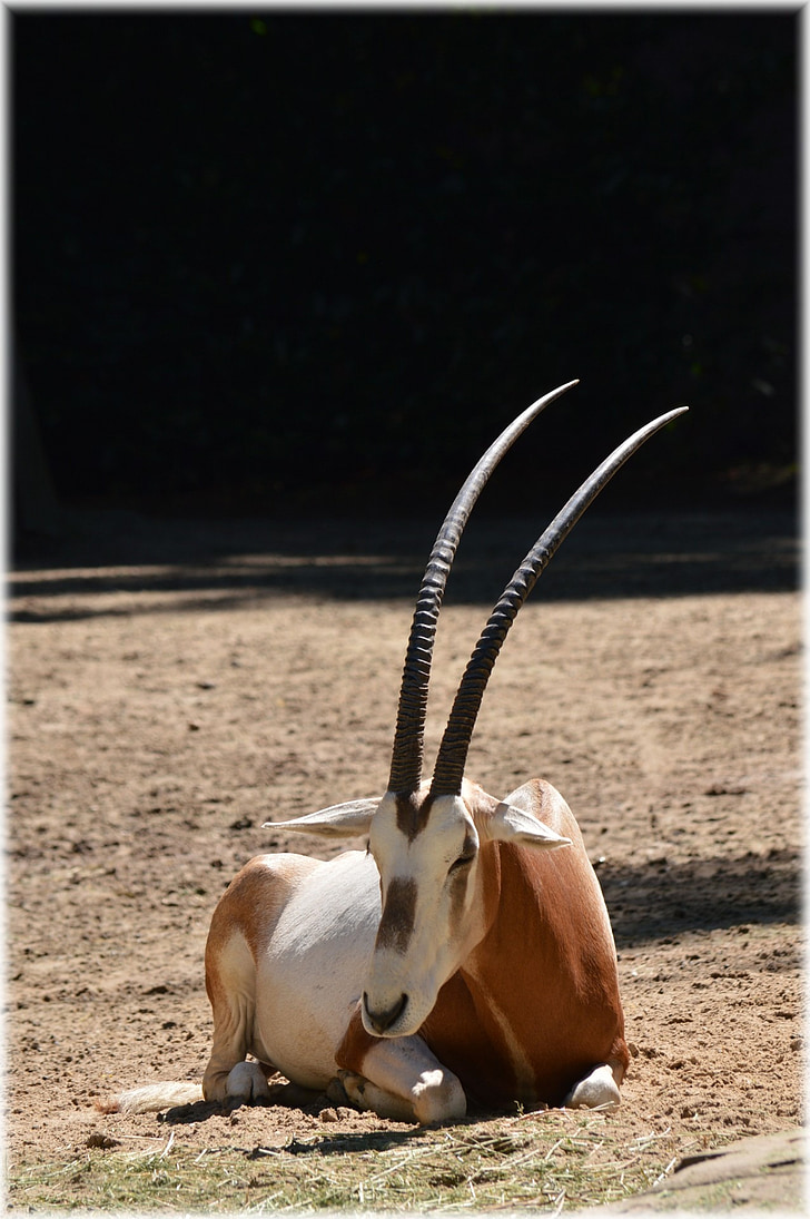 antelope, scimitar oryx, grass, bushes, savannah, animal, wild