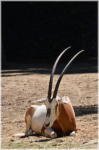 antilope, oryx Scimitar, herbe, buissons, savane, animal, sauvage