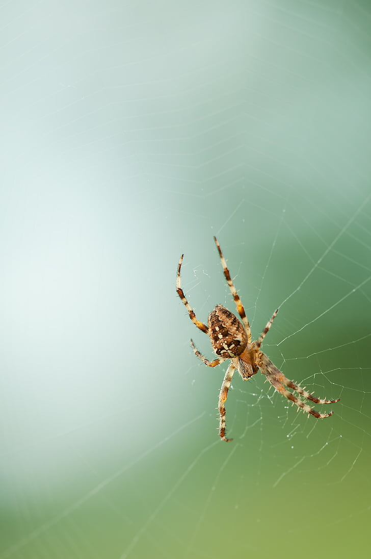 Aranha, rede, natureza, teia de aranha, aracnídeo, inseto, animal