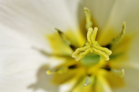 Tulip, sluiten, wit, geel, farbenpracht, bloem, lente