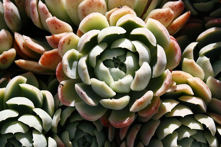 succulent plant, color, green, red