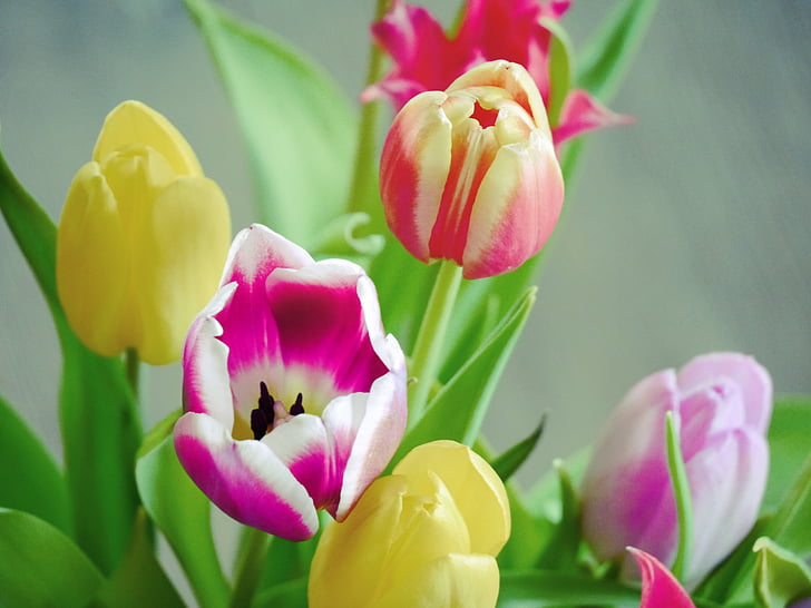 tulipanes, ramo de la, ramo de tulipán, Gobierno Federal, primavera, floración, flores