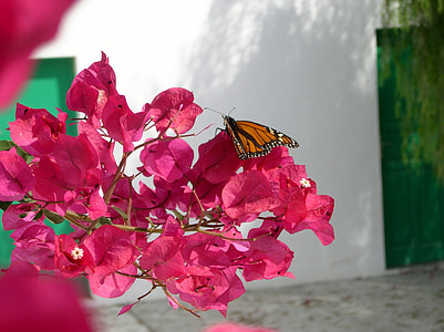 Blossom, mekar, kupu-kupu, Bouganville