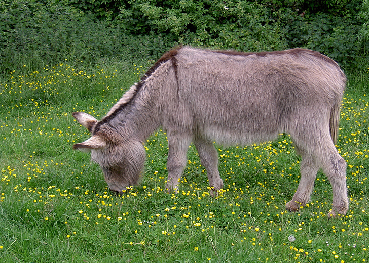 donkey, ass, equus africanus somaliensis, meadow