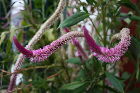 thực vật, thực vật kỳ lạ, thực vật màu tím